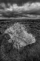 Sagebrush Crucifiction