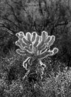 Single Cholla