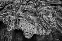 Topographilia