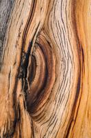 Tree Ear