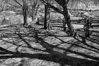 Bedrock Homestead Trees & Fence