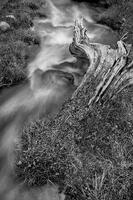 Wood to Water