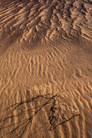Calligraphic Sand color