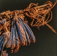 Bluebird Feather Bundle, AMNH