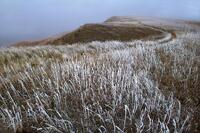 Frozen Morning