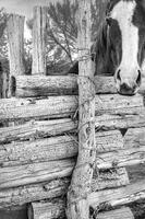 Homestead Horse