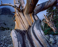 Great Basin Poet