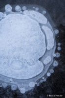 Breeding Bubbles