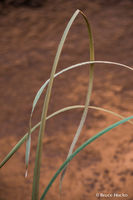 Reed Poem ii