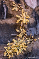 Winter Gold i
