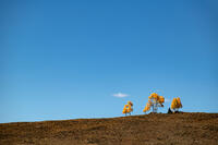Stand for Fall