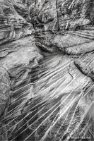 The Line of Descent