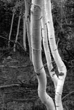 Aspen Tango