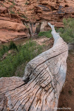 Beaver Log
