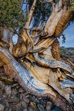 Our Elder Trees
