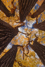 Bough Theory