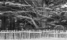Minor White's Fence