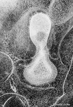 Ice Embryo