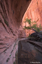 Escalante,Grand Staircase-Escalante NM,Peek-a-Boo Canyon,Willow Canyon