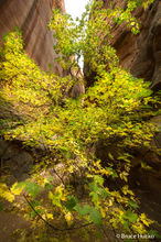Escalante,Grand Staircase-Escalante NM,Peek-a-Boo Canyon,Willow Canyon