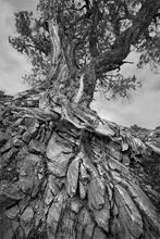 Hell's Tree