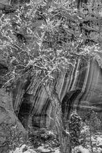 Long Canyon Snow