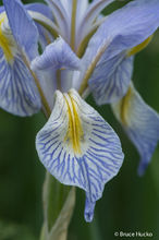 Wild Iris i