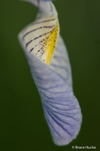 Wild Iris iii