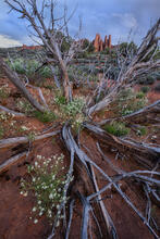 Pepper Grass Bouquet