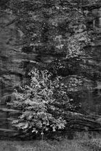 Emerging Universe