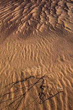 Calligraphic Sand color