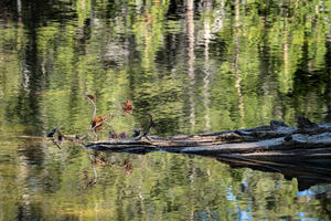 Bathing Log
