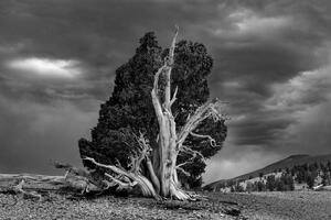 Chuck's Tree