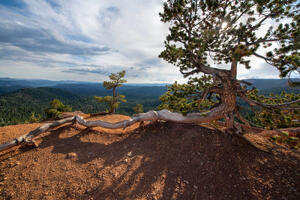 Future View