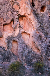 Internal Organs