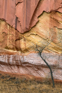 One Tree Forest