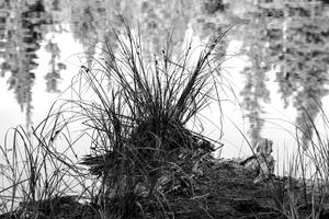 Pond Grass