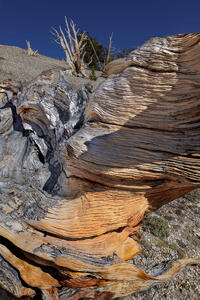 the Root Cause