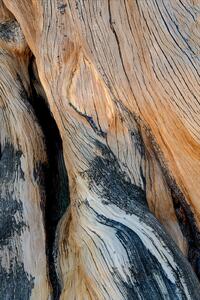 Heartwood