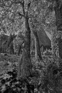 the Leaning Trees