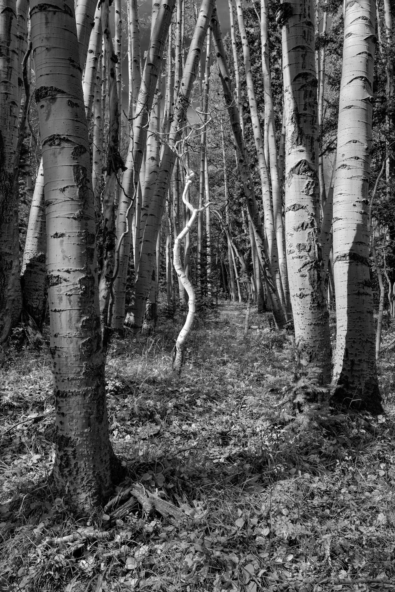 October-3, Slender Twist