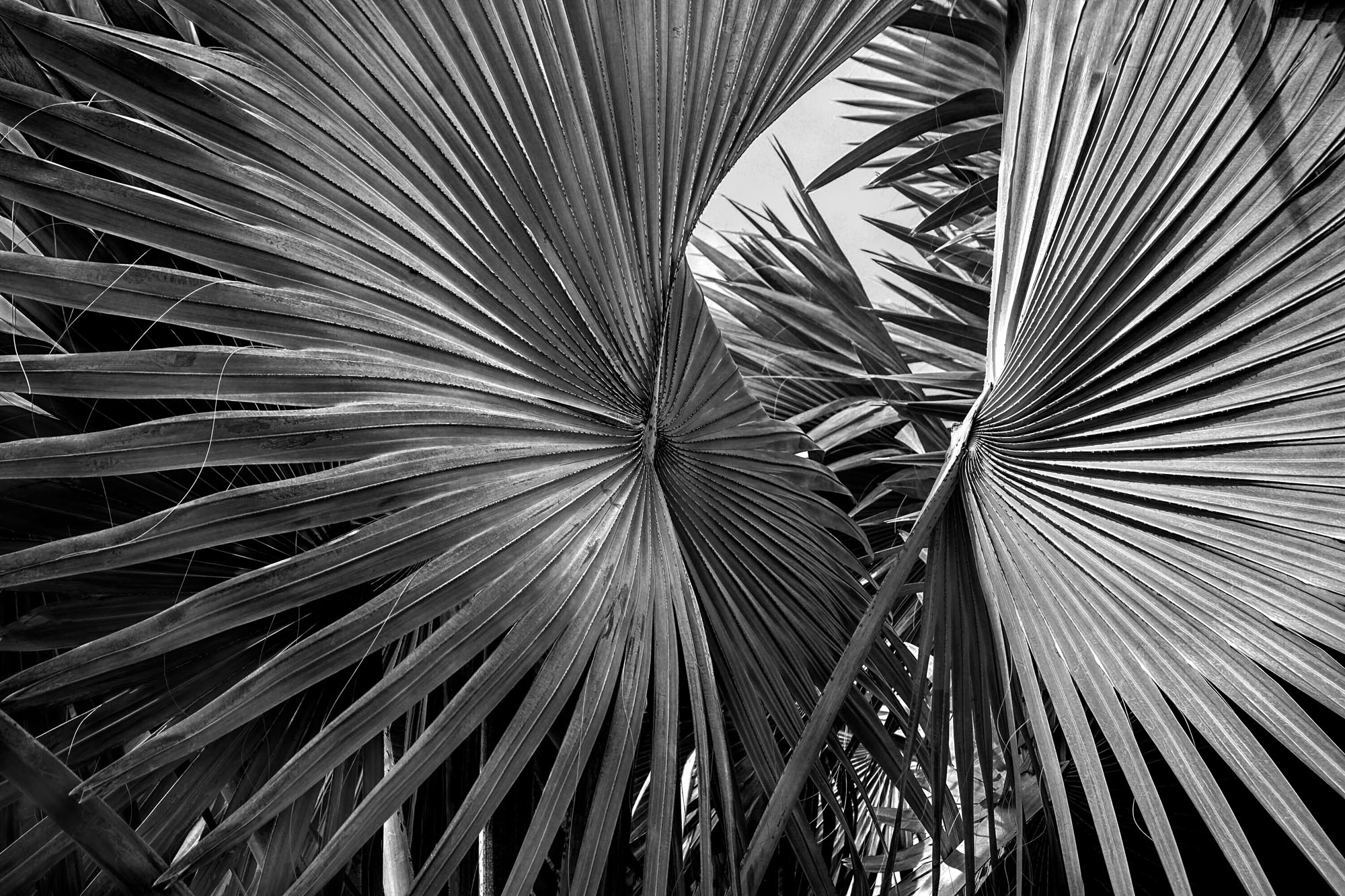 January-5, Palm Psalm 13