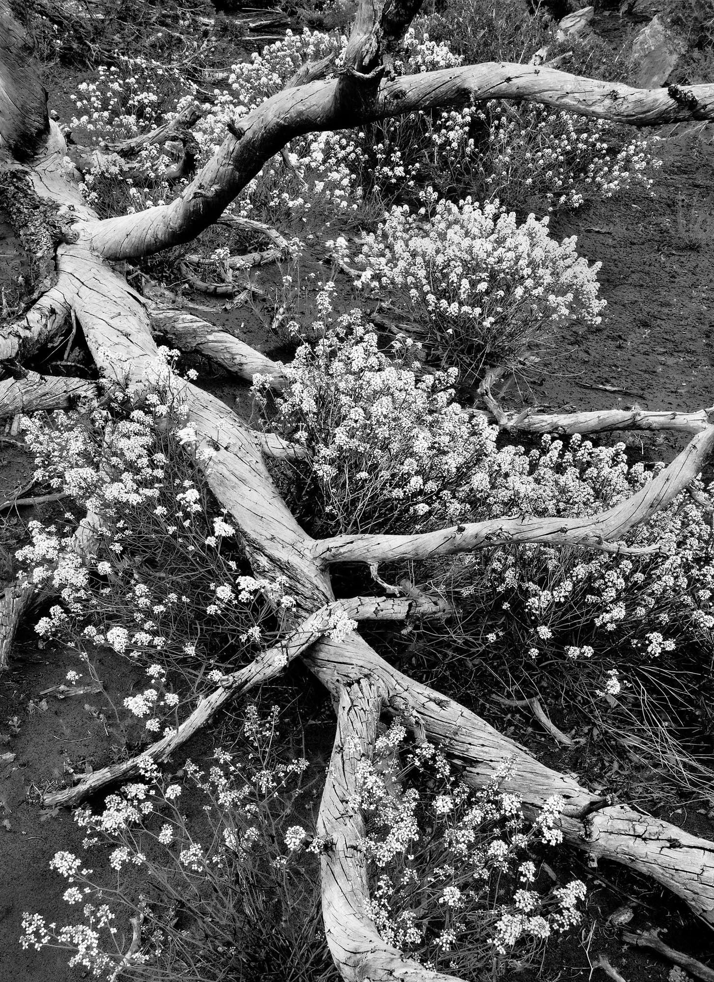 Life and Death
