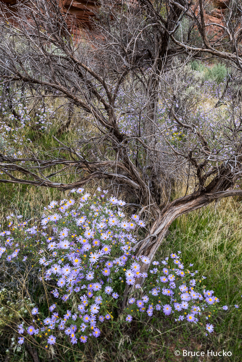 Canyonlands NP,Canyonlands National Park,fall flowers