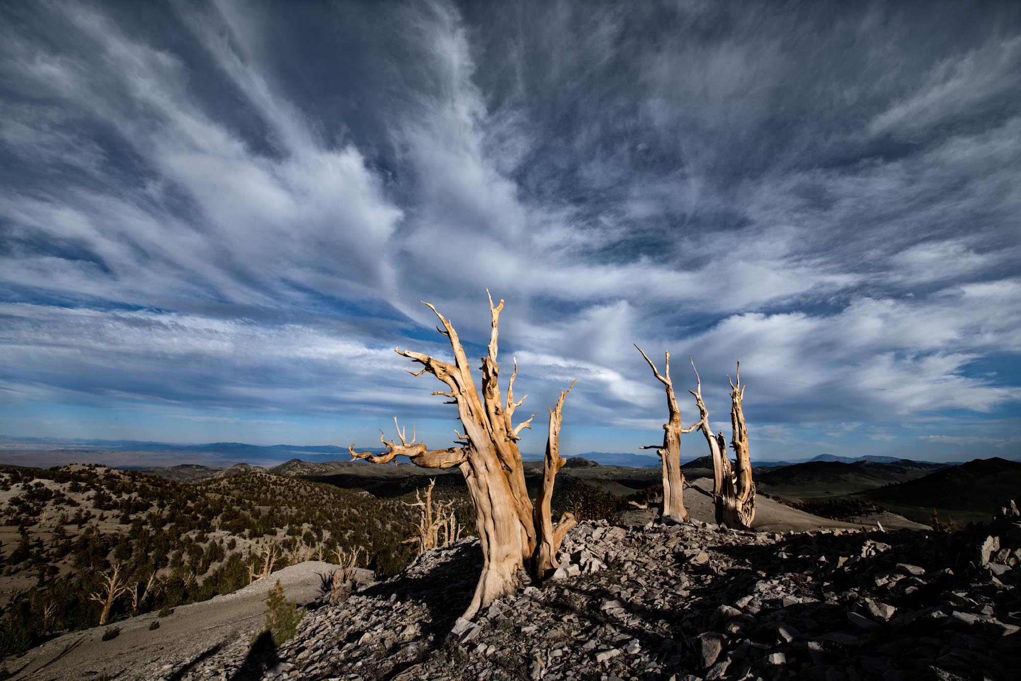 B'day 2019, Bristlecone, Great Basin