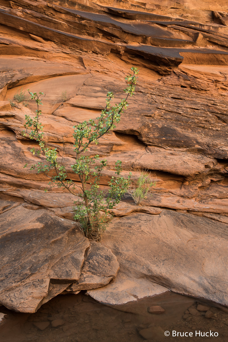 Hunter's Canyon, Moab, Moab area, Moab area BLM, Moab area non NPS, SE Utah, slickrock
