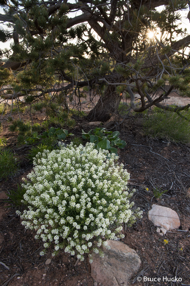 Cedar Mesa, Cedar Mesa landscape, SE Utah