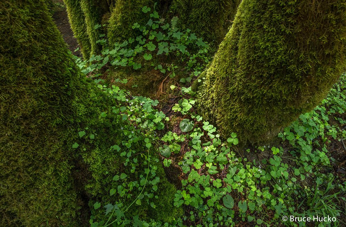 Coast Trip 2016, Fishermen's Bend Area, Oregon Waterfalls, Salmon Falls, road trip 2016