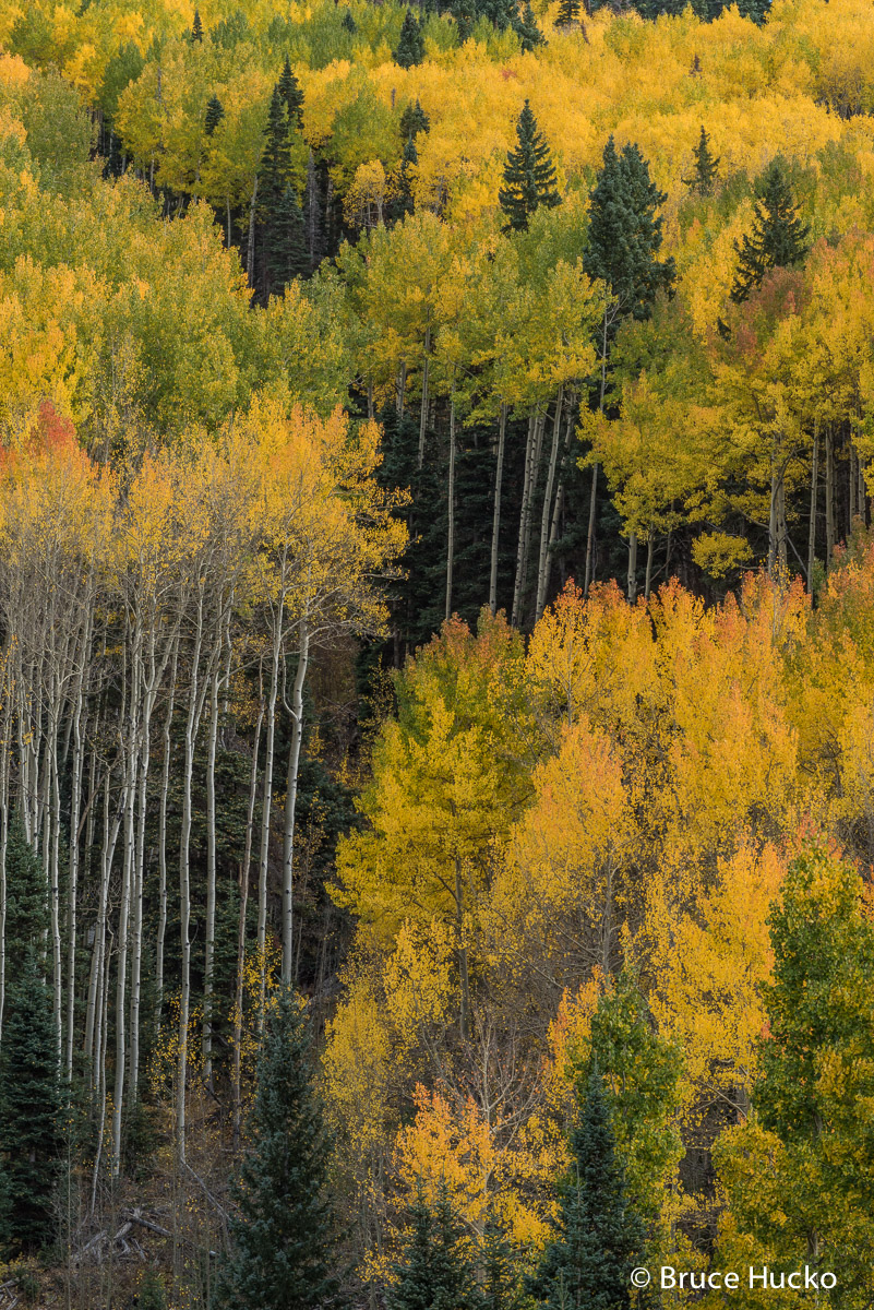 Colorado,Colorado Fall Color,San Juan Mtns.