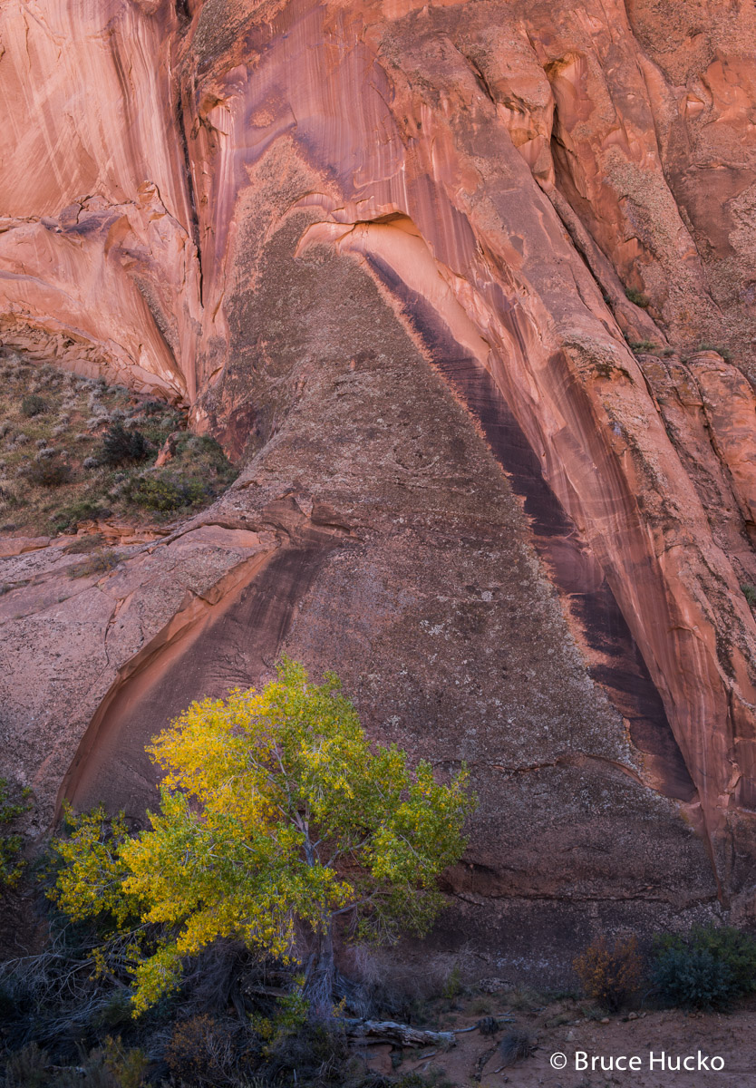 Escalante,Grand Staircase-Escalante NM,Peek-a-Boo Canyon,Willow Canyon